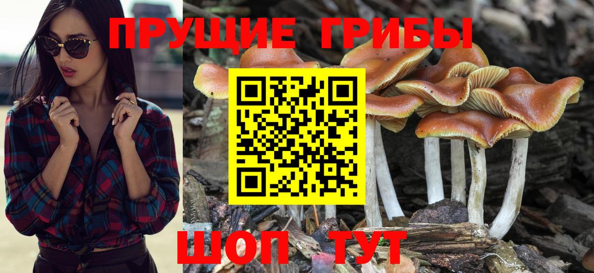 Псилоцибиновые грибы Cubensis Москва